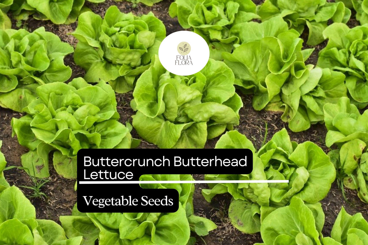 Buttercrunch Lettuce Seeds - Heirloom Sweet Butterhead, 1g Packet