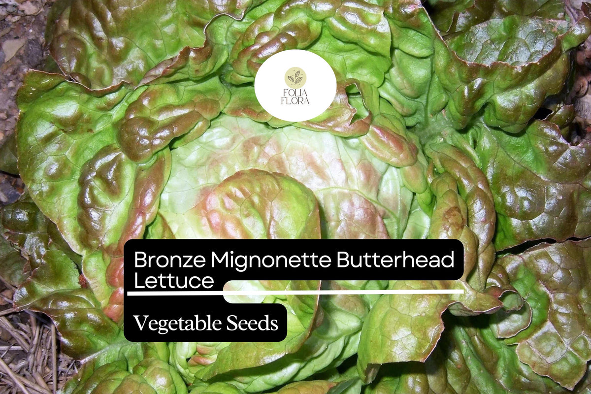 Bronze Mignonette Lettuce Seeds - Heirloom Non-GMO 1g Packet