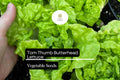 Tom Thumb Butterhead Lettuce Seeds - Heirloom Miniature Non-GMO (1g)