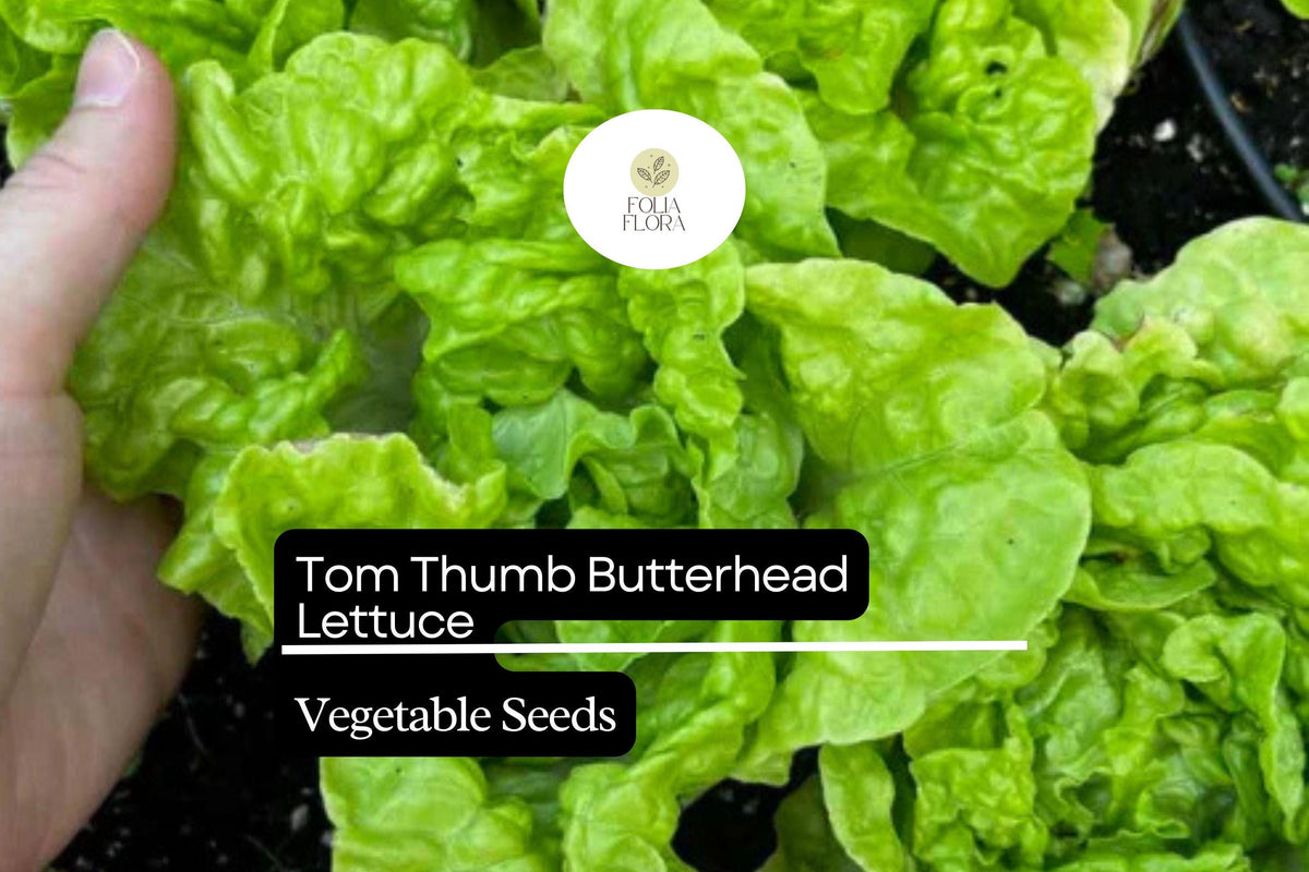 Tom Thumb Butterhead Lettuce Seeds - Heirloom Miniature Non-GMO (1g)