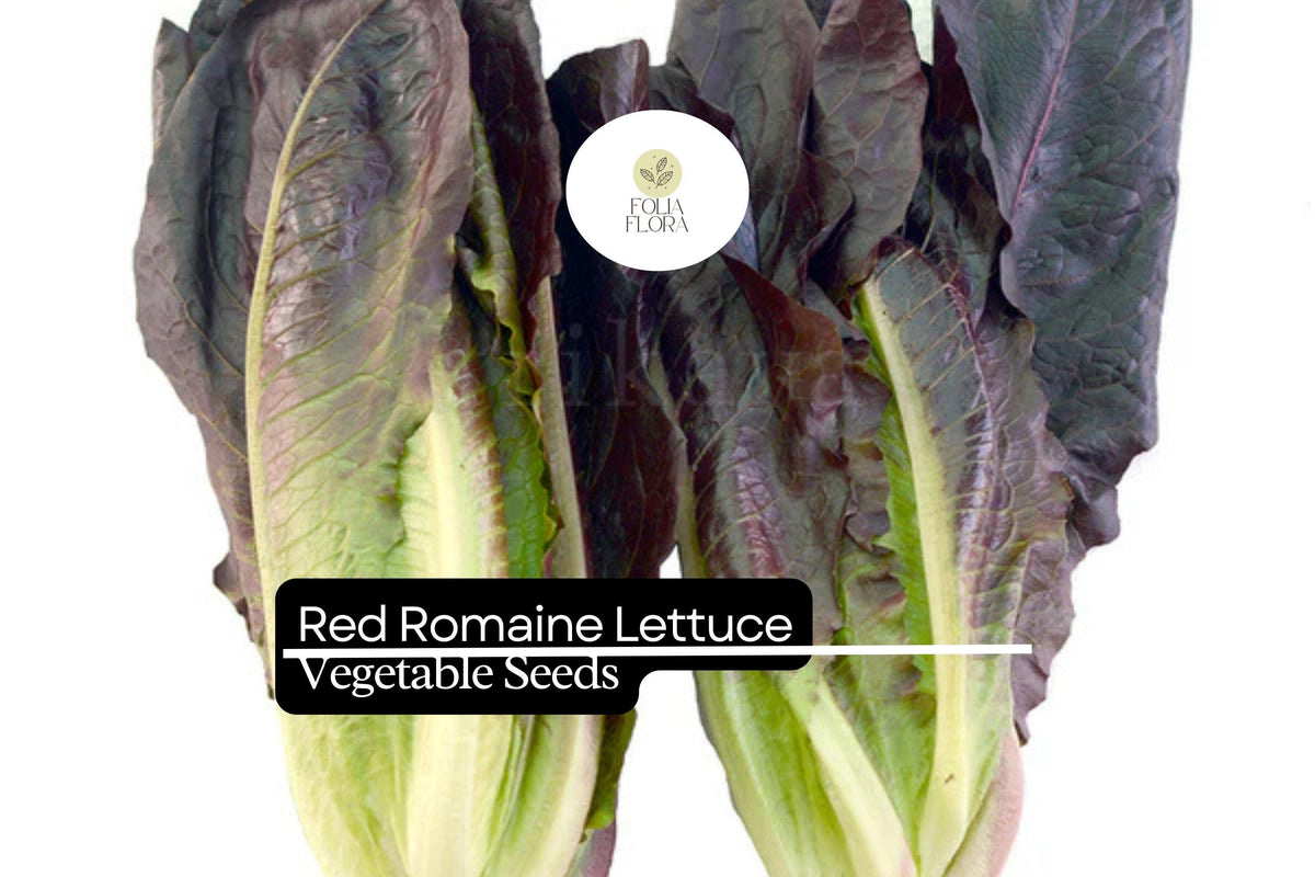 Red Romaine Lettuce Seeds - Heirloom, Non-GMO (1g)