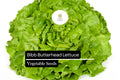 Bibb Butterhead Lettuce Seeds 1g | Lactuca sativa Heirloom Non-GMO