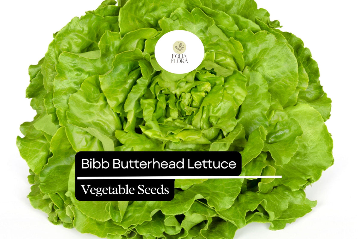 Bibb Butterhead Lettuce Seeds 1g | Lactuca sativa Heirloom Non-GMO
