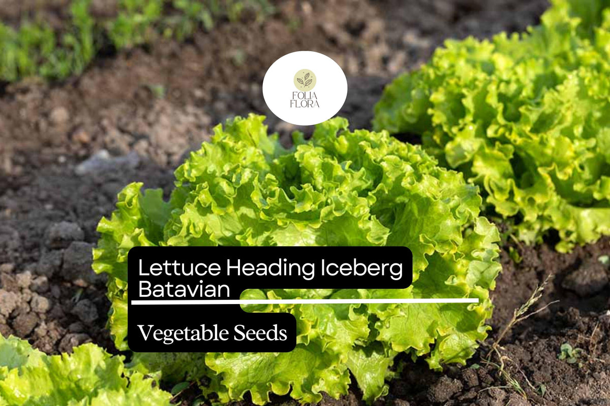 Iceberg Batavian Lettuce Seeds - Heirloom, Non-GMO (1g)