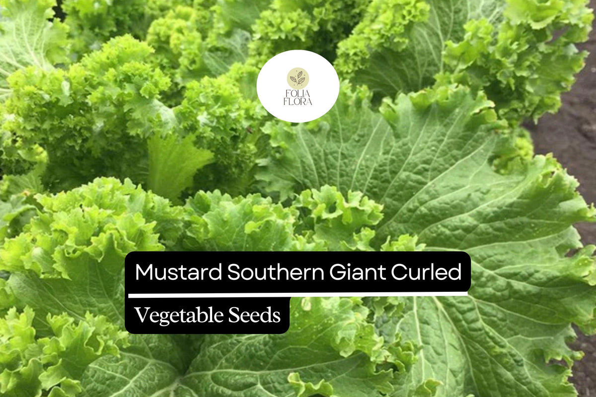 Southern Giant Curled Mustard Seeds - Heirloom Spicy Greens (1g)