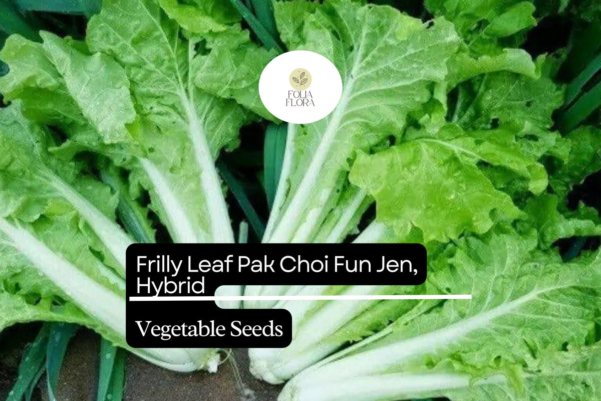 Frilly Leaf Pak Choi Seeds - Fun Jen Hybrid Asian Greens (500mg)