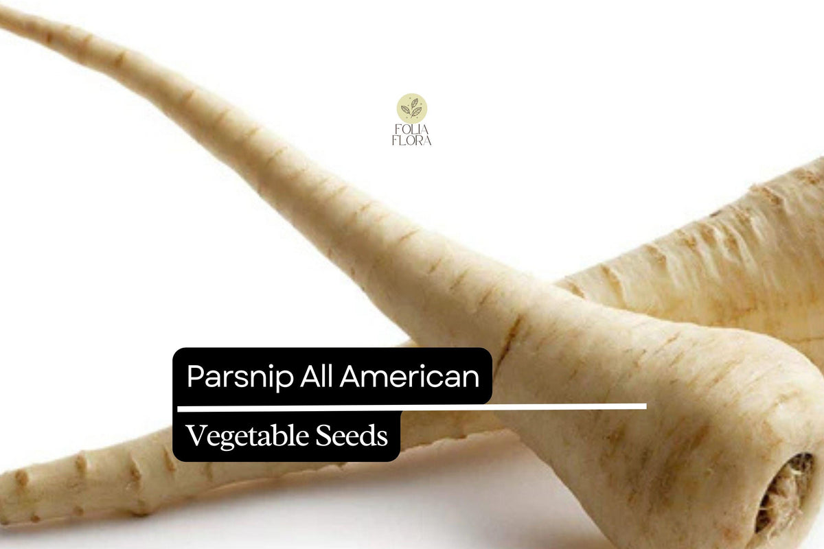All American Parsnip Seeds | Heirloom Non-GMO 1g