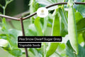 Dwarf Sugar Grey Pea Seeds - Heirloom Non-GMO (1/4 oz)