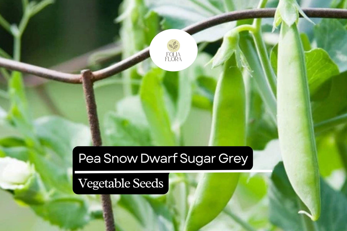 Dwarf Sugar Grey Pea Seeds - Heirloom Non-GMO (1/4 oz)