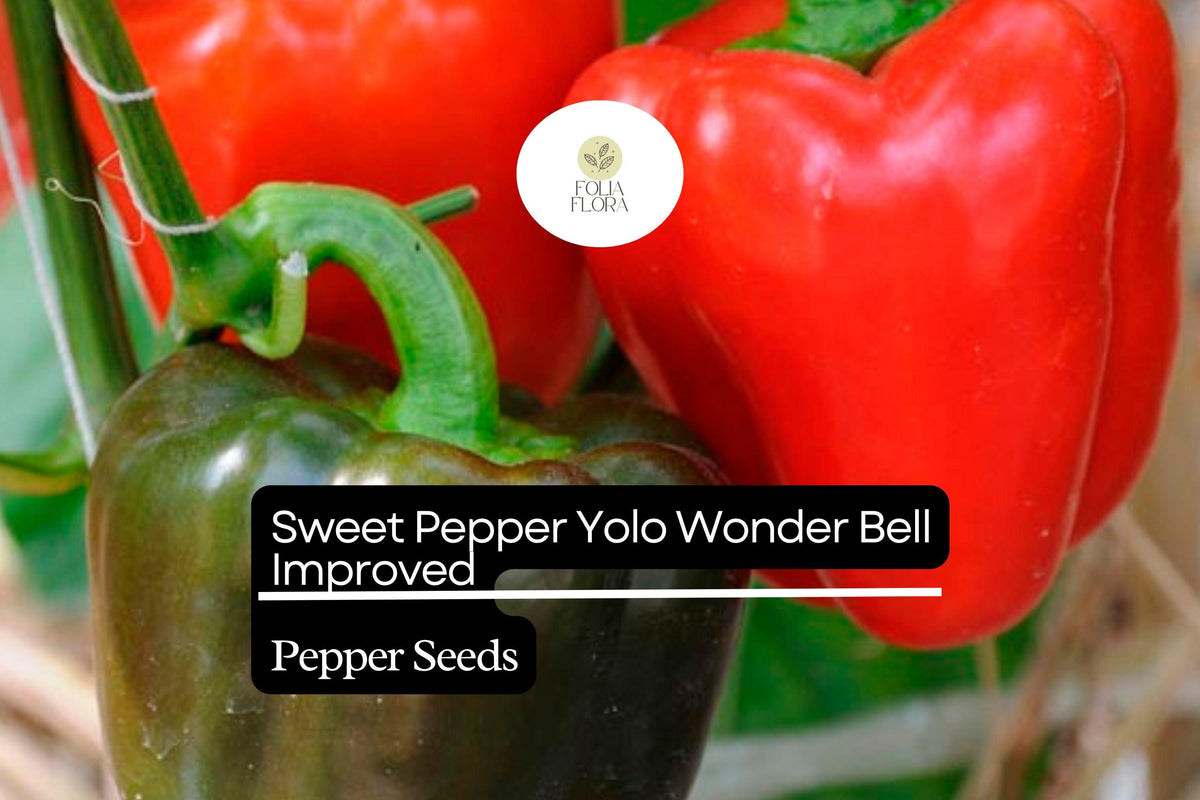 Yolo Wonder Bell Pepper Seeds - Non-GMO Heirloom Sweet Pepper (300mg)
