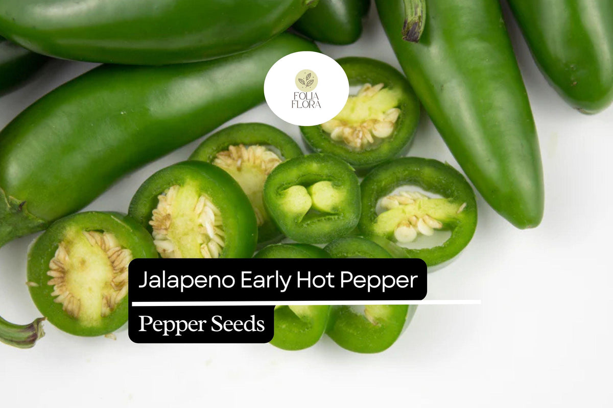 300mg Early Jalapeño Pepper Seeds - Non-GMO, Mild-Medium Heat