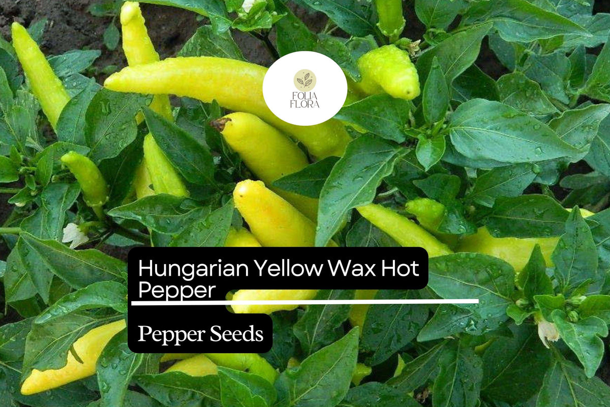 Hungarian Yellow Wax Pepper Seeds - 300mg Non-GMO Pickling Peppers