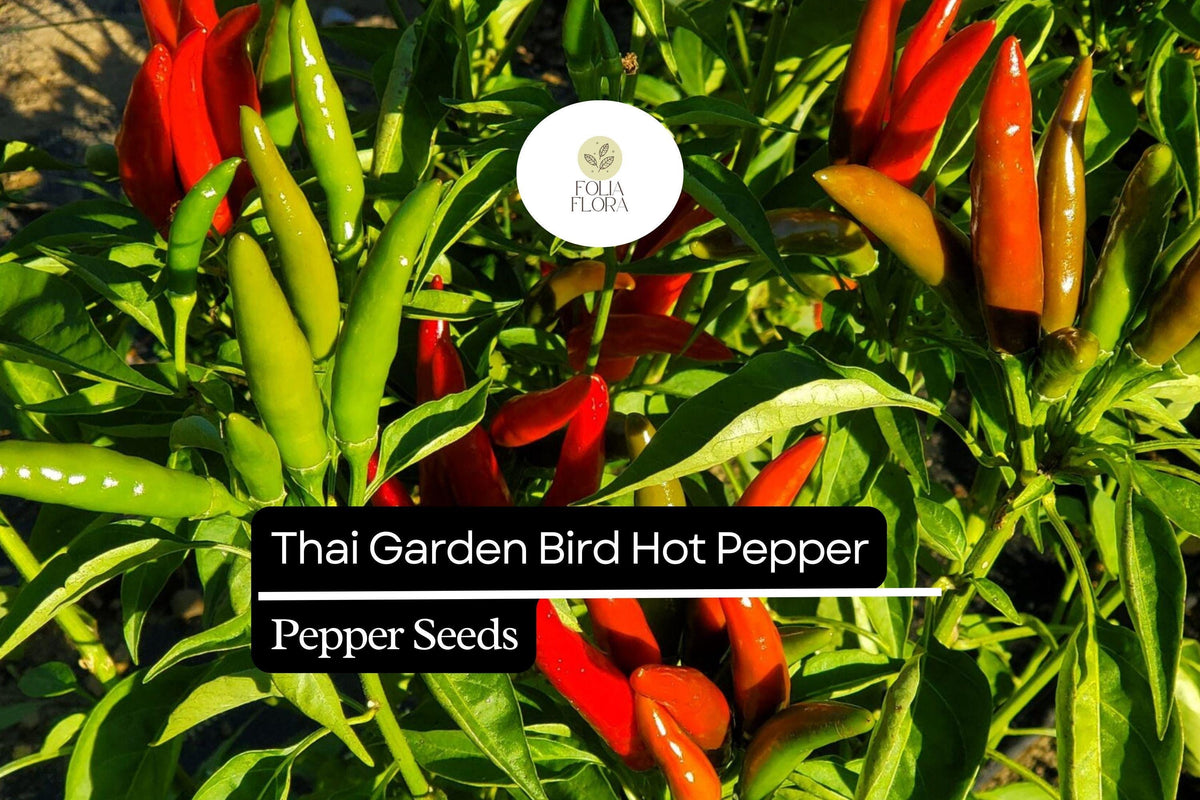 Thai Garden Bird Pepper Seeds - Very Hot Non-GMO 250mg