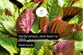 Red Shiso Seeds - Perilla frutescens, Asian Herb for Korean Wraps (500mg)