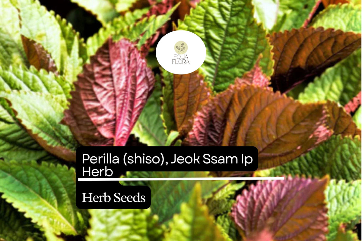 Red Shiso Seeds - Perilla frutescens, Asian Herb for Korean Wraps (500mg)