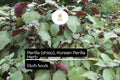 Korean Perilla Shiso Seeds - Aromatic Herb, Non-GMO (500mg)