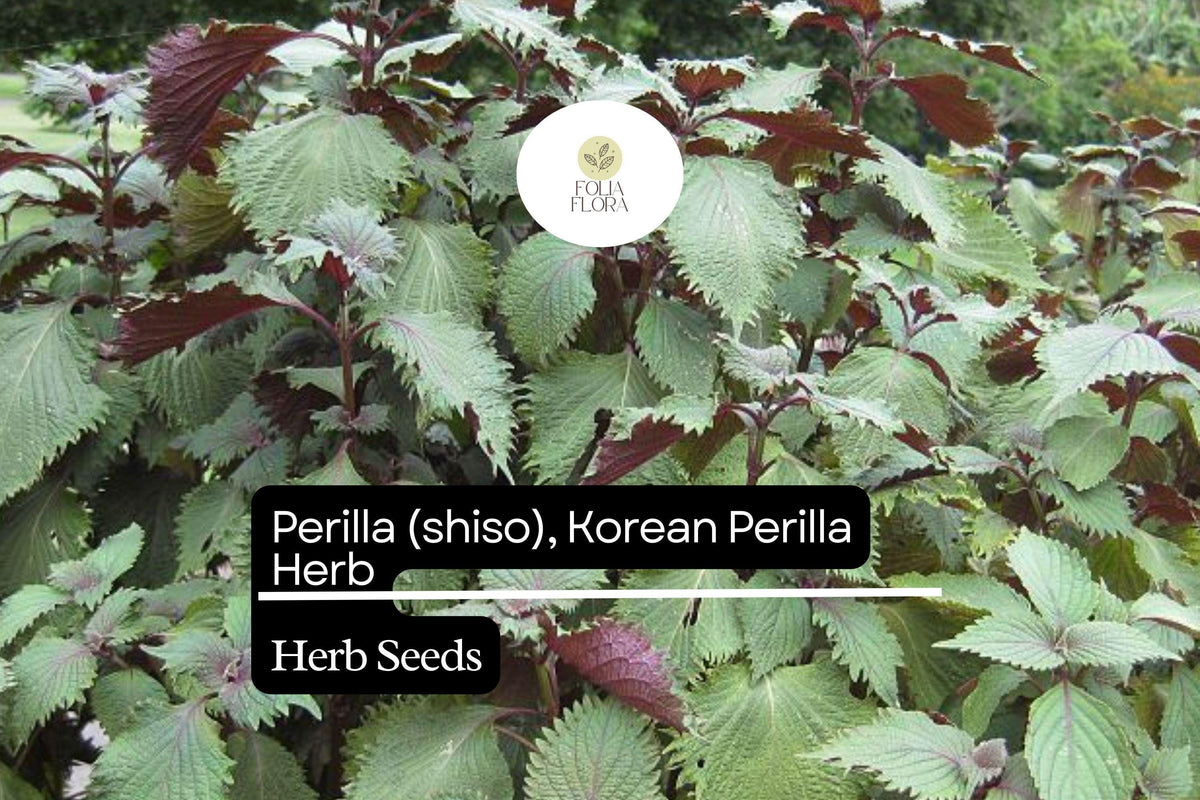 Korean Perilla Shiso Seeds - Aromatic Herb, Non-GMO (500mg)