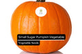 Small Sugar Pumpkin Seeds - Heirloom Non-GMO 1g