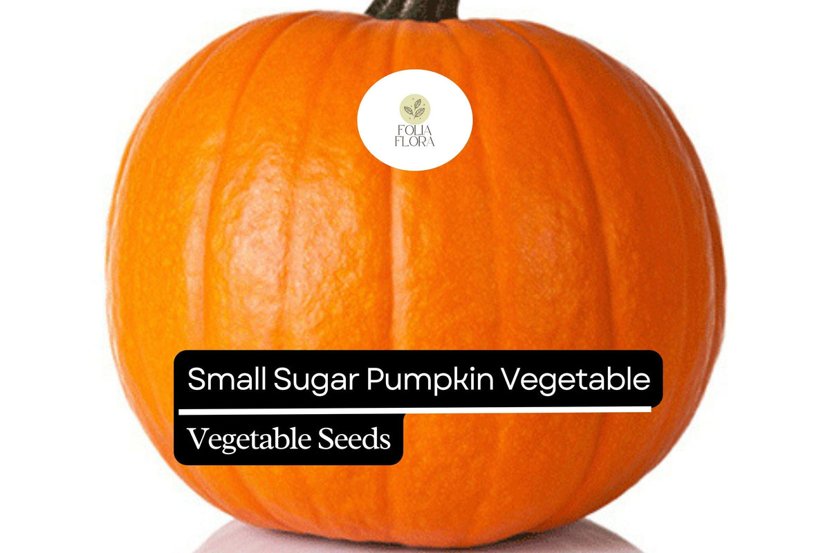 Small Sugar Pumpkin Seeds - Heirloom Non-GMO 1g