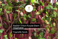 Radish Triton Purple Stem Seeds 1g | Edible Podded Non-GMO Radish