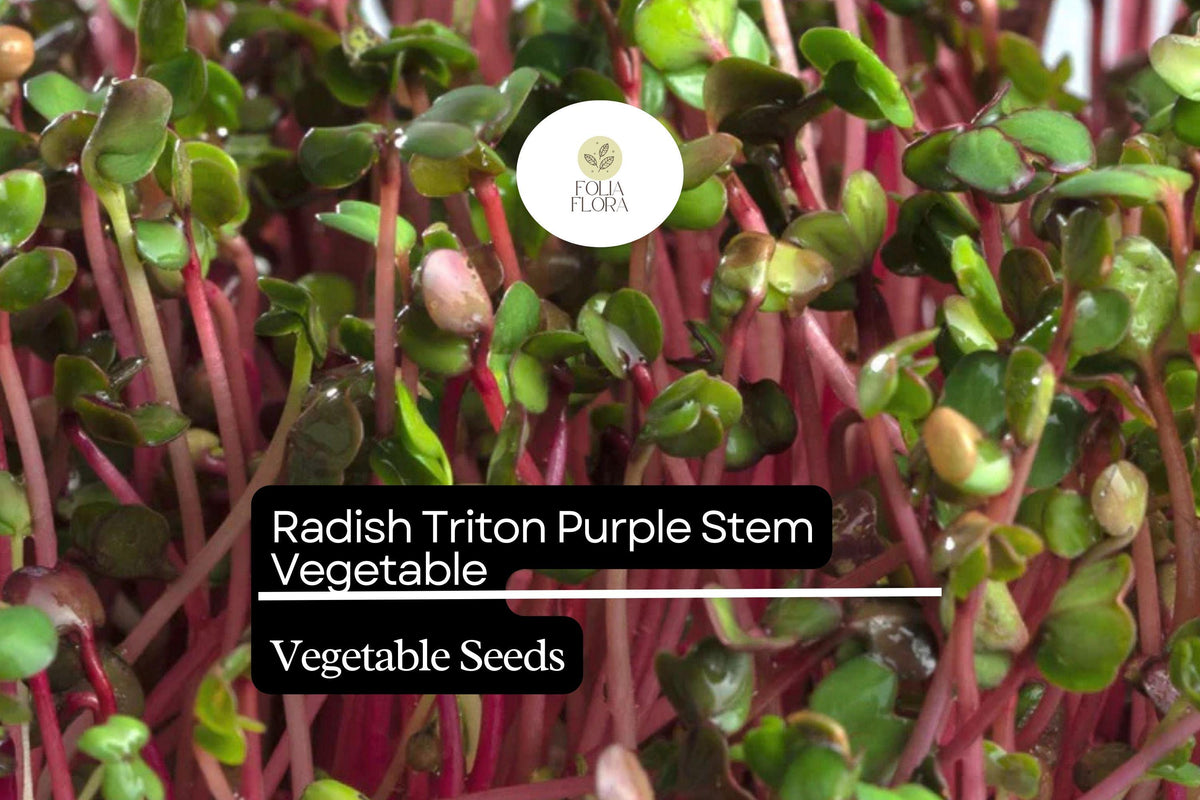 Radish Triton Purple Stem Seeds 1g | Edible Podded Non-GMO Radish
