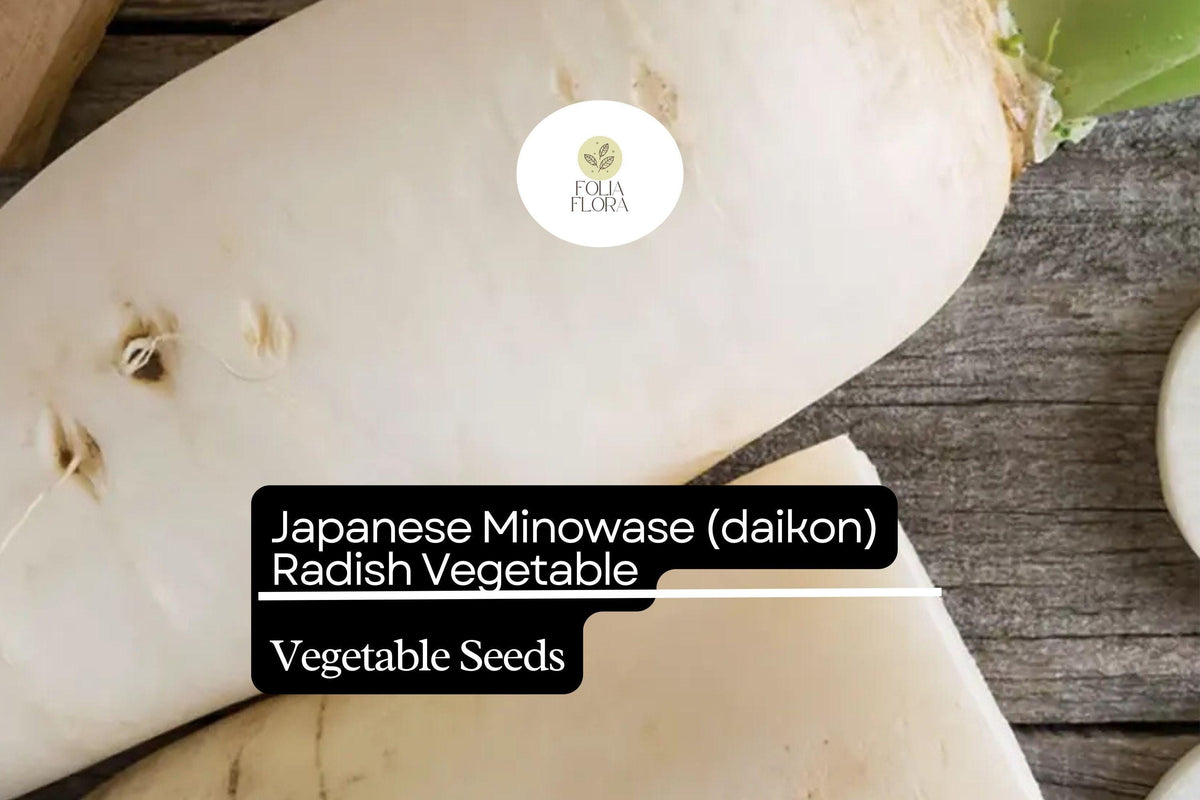 Minowase Daikon Radish Seeds - 1g Heirloom Non-GMO