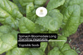 Bloomsdale Long Standing Spinach Seeds 1g | Heirloom Non-GMO