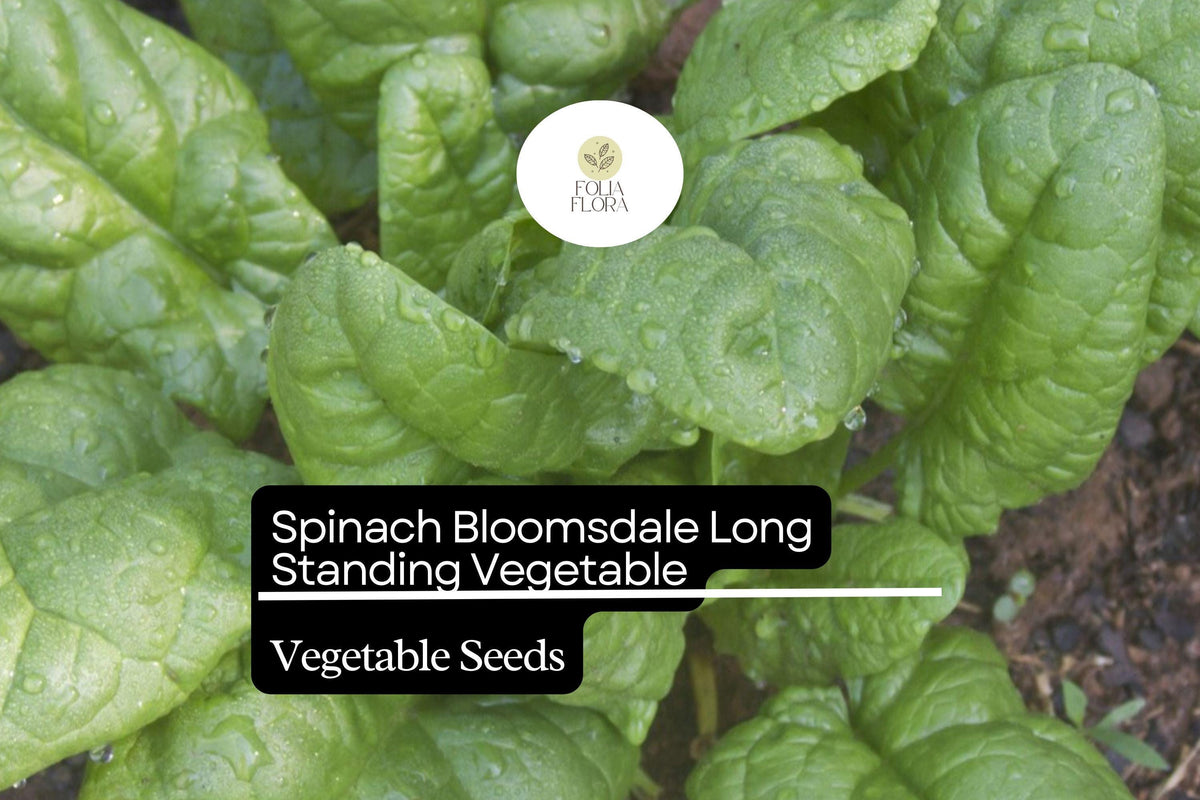 Bloomsdale Long Standing Spinach Seeds 1g | Heirloom Non-GMO