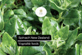 New Zealand Spinach Seeds - Heat-Tolerant Non-GMO Greens (1g)