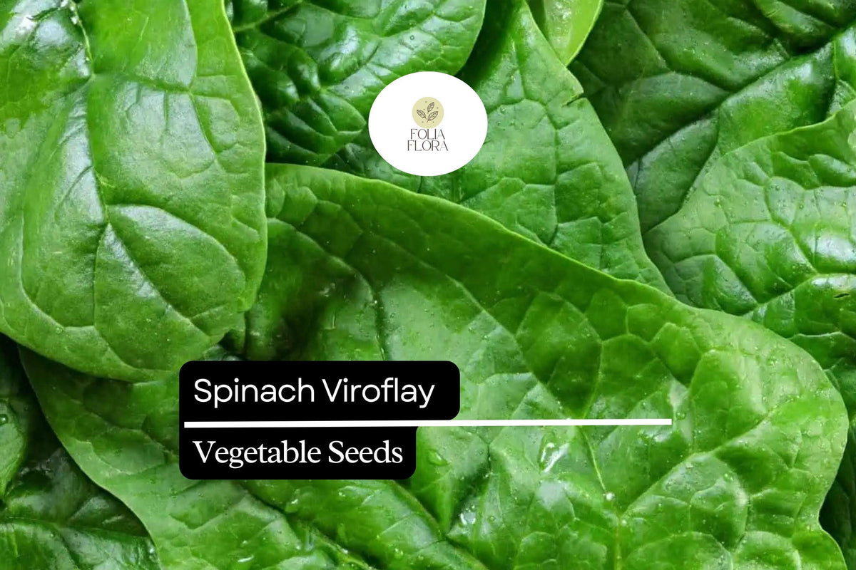 Spinach Viroflay Seeds - 1g Heirloom Giant Leaf Fast-Growing Spinach