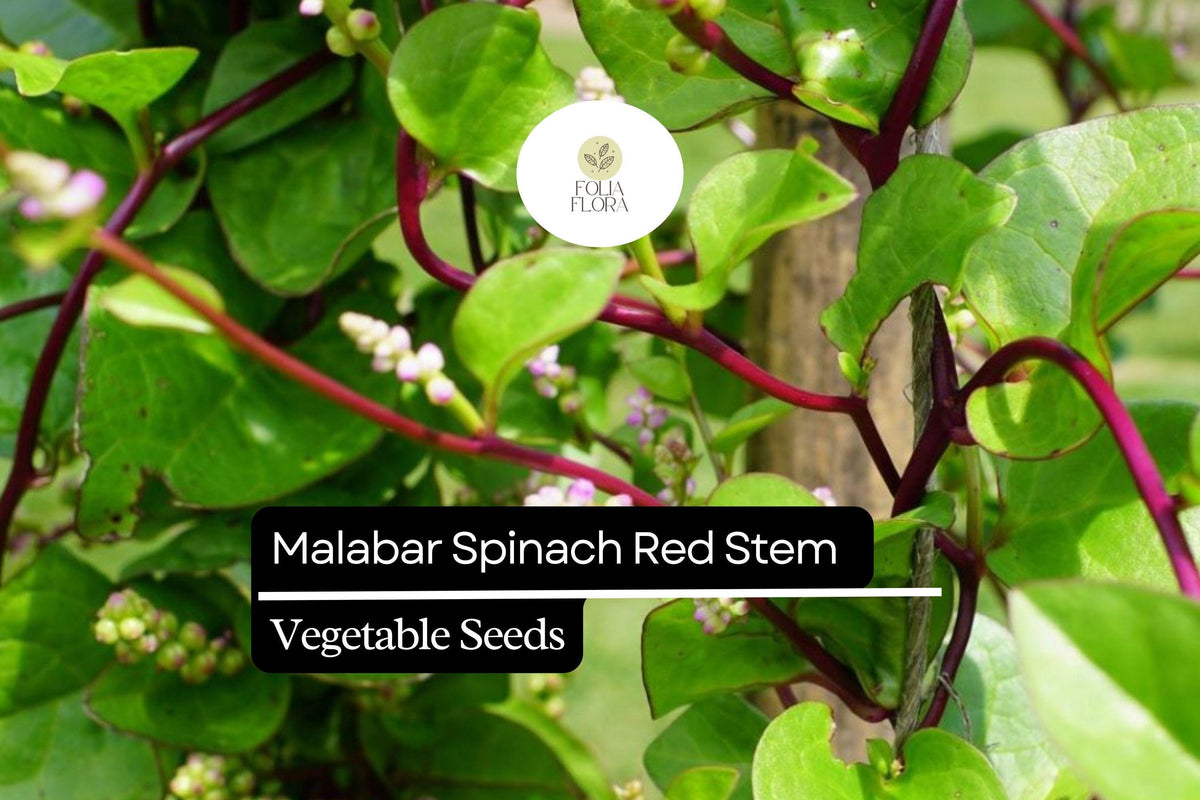 Malabar Spinach Seeds - Red Stem, Heat-Tolerant Climbing Vine (500mg)