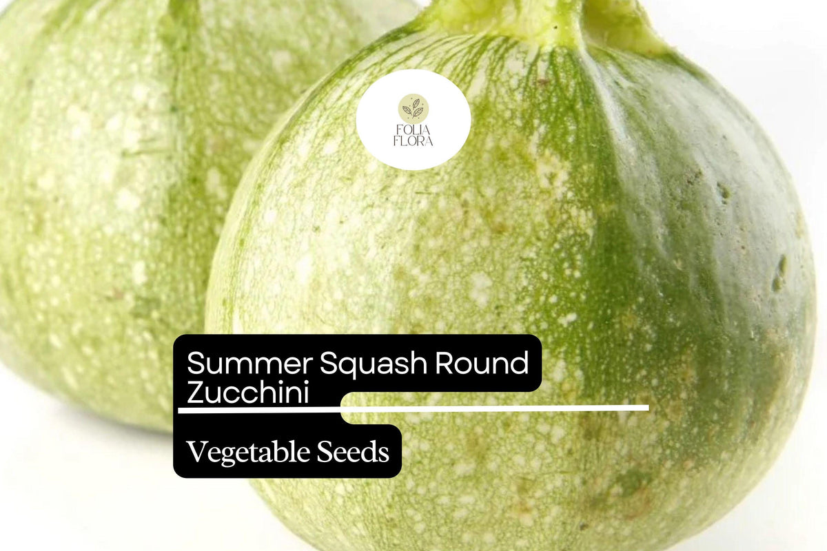 Round Zucchini Seeds - Non-GMO Summer Squash (1g)