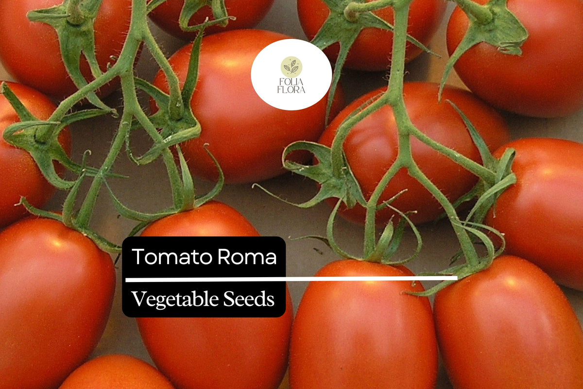 Roma Tomato Seeds 100mg Heirloom Non-GMO for Sauces