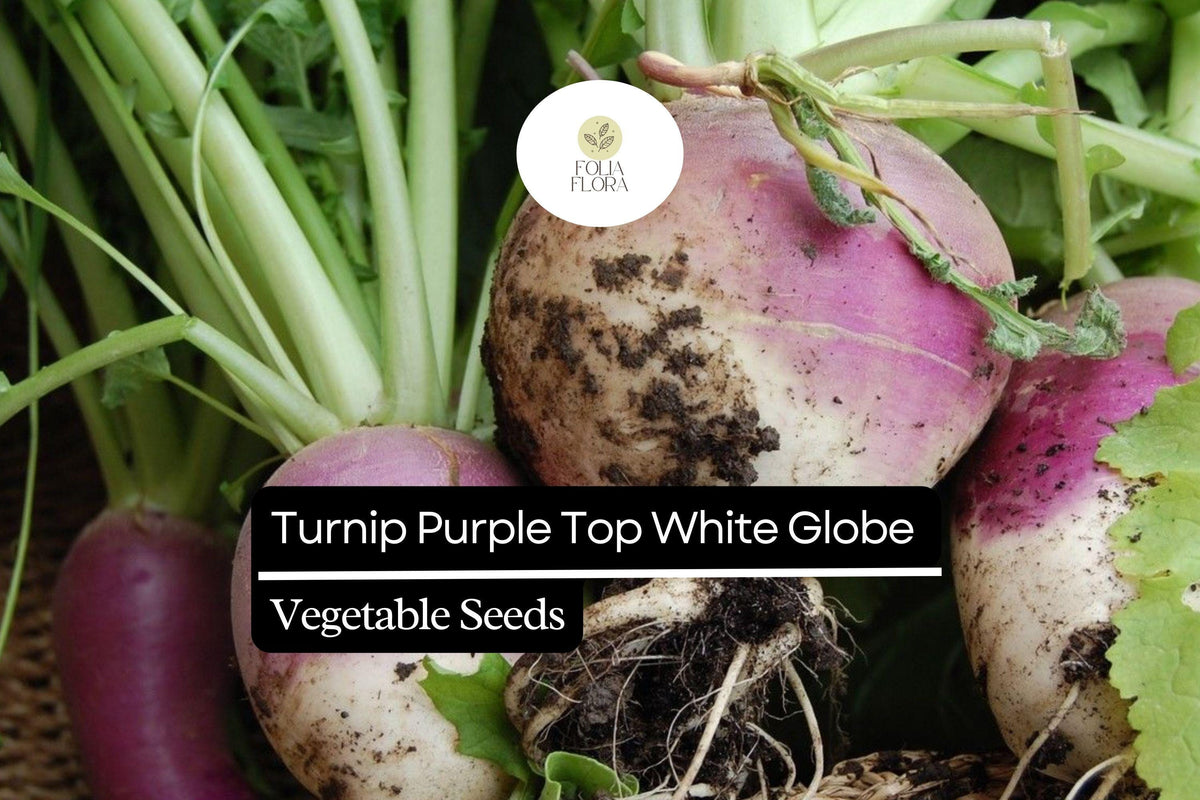 Purple Top White Globe Turnip Seeds | Heirloom Non-GMO (1g)