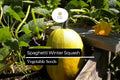 Spaghetti Winter Squash Seeds - 1g Non-GMO Heirloom Variety