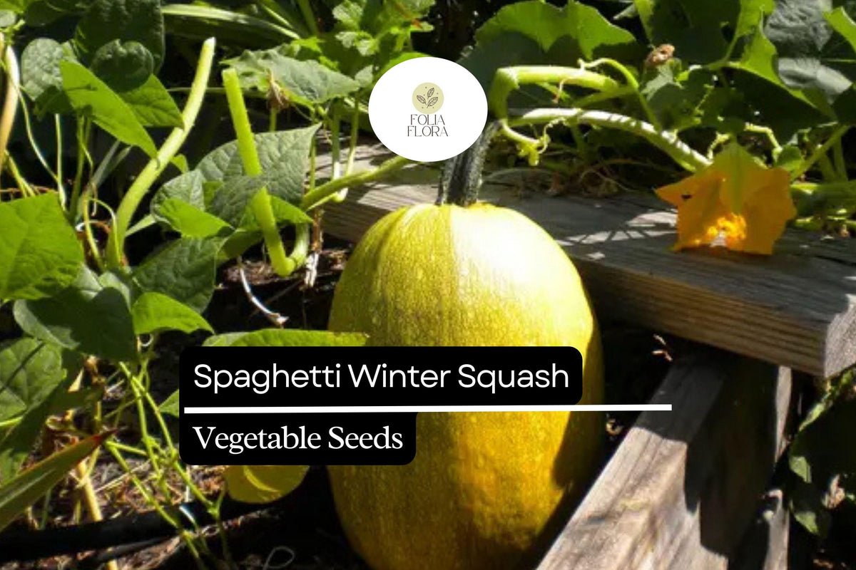 Spaghetti Winter Squash Seeds - 1g Non-GMO Heirloom Variety