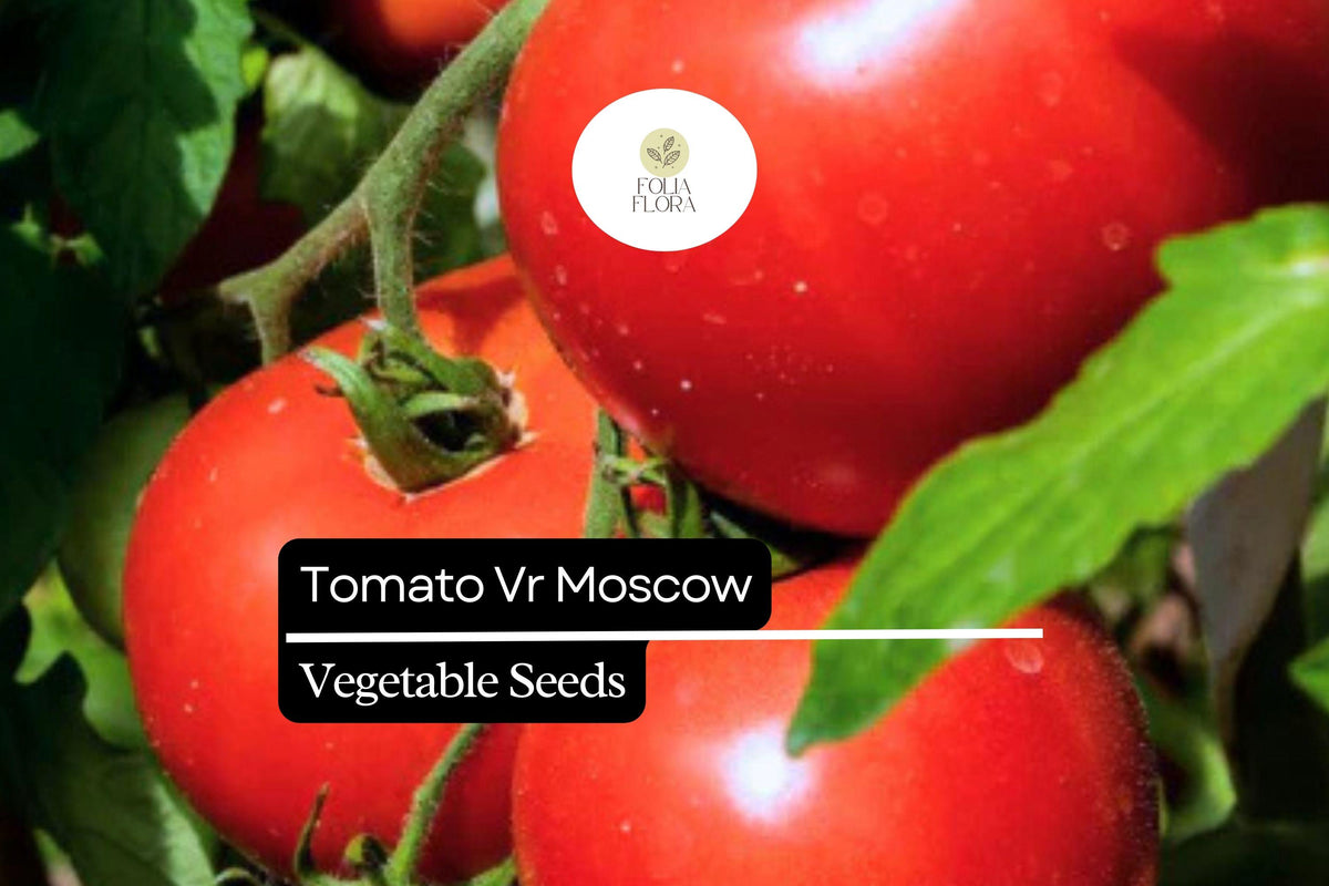VR Moscow Tomato Seeds 100mg Heirloom Sweet Disease-Resistant