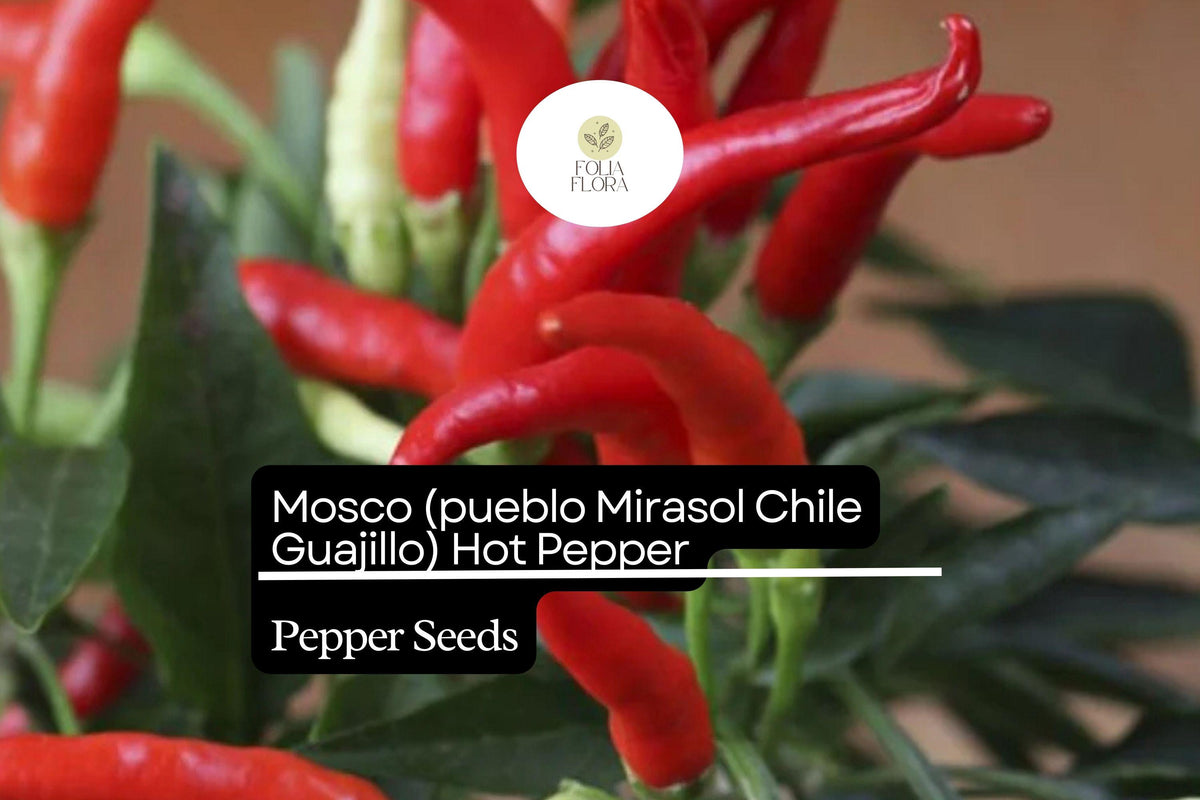 Mosco Pueblo Mirasol Chile Seeds - 250mg Guajillo Hot Pepper, Non-GMO