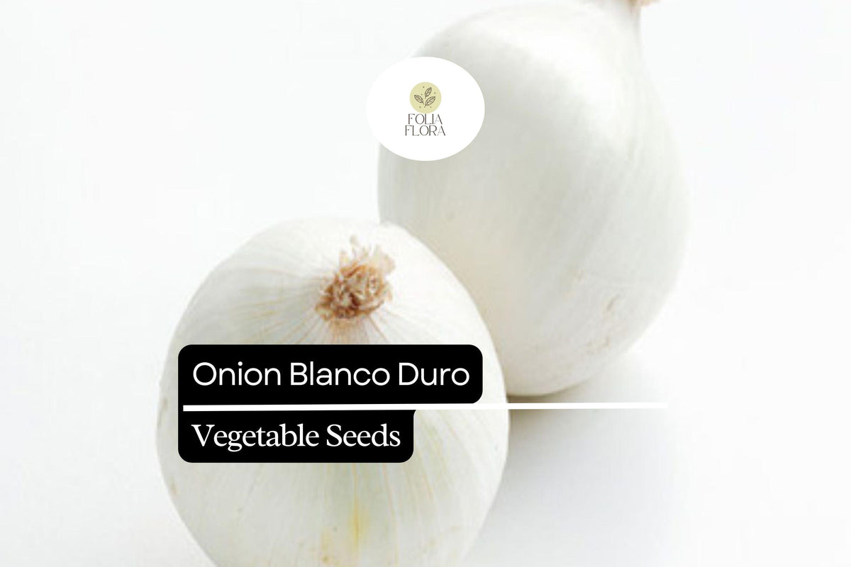 Onion Blanco Duro Seeds - 250mg Non-GMO Allium cepa, Crisp & Sweet