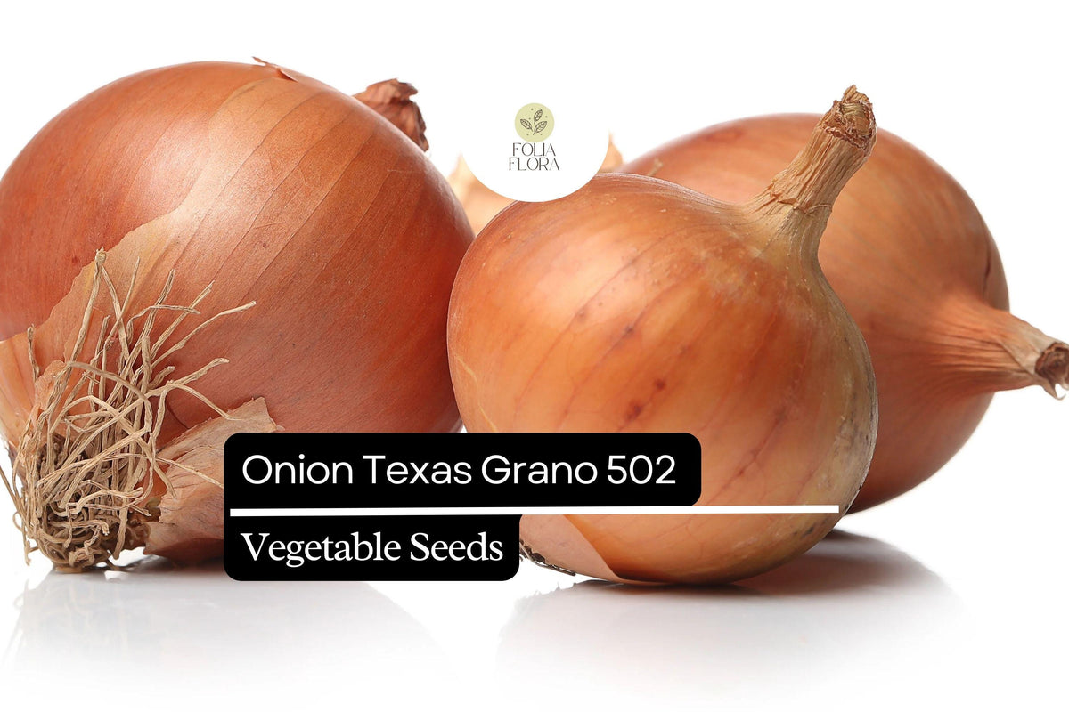 Texas Grano 502 Onion Seeds 250mg - Sweet Globe Onion, Non-GMO