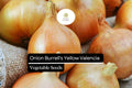 Burrell's Yellow Valencia Onion Seeds 250mg Non-GMO Sweet Globe Onion