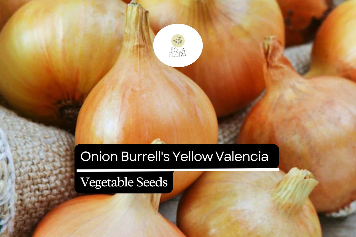 Burrell's Yellow Valencia Onion Seeds 250mg Non-GMO Sweet Globe Onion