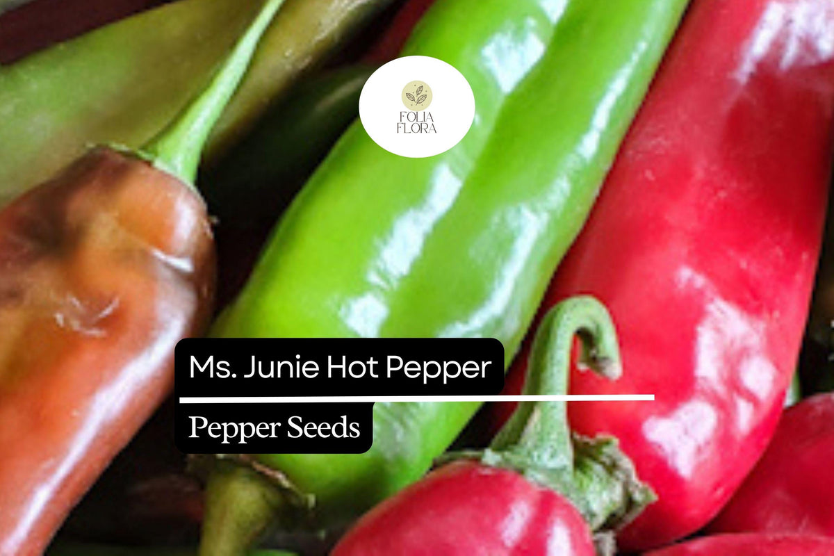 Ms. Junie Hot Pepper Seeds – 250mg Capsicum Annuum, Medium Heat