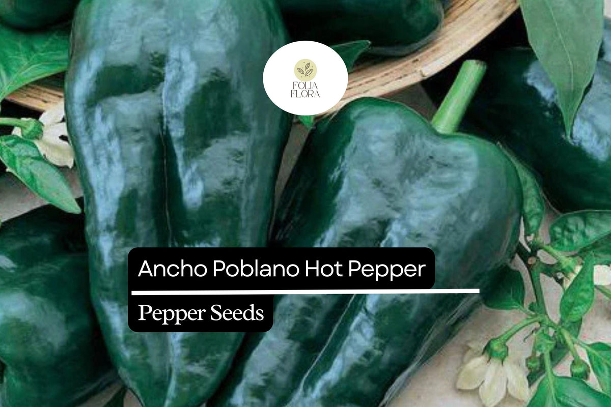 Ancho Poblano Pepper Seeds - Mild Smoky Chili, 250mg