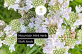 Mountain Mint Herb Seeds 30mg - Pycnanthemum spp. Aromatic Perennial