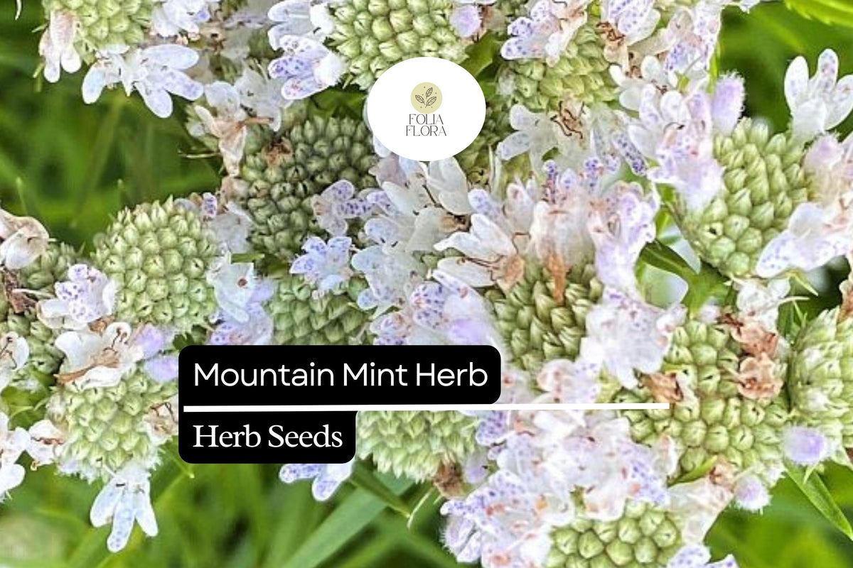 Mountain Mint Herb Seeds 30mg - Pycnanthemum spp. Aromatic Perennial