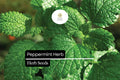 Peppermint Herb Seeds 30mg | Mentha × piperita Aromatic Mint for Culinary & Medicinal Gardens