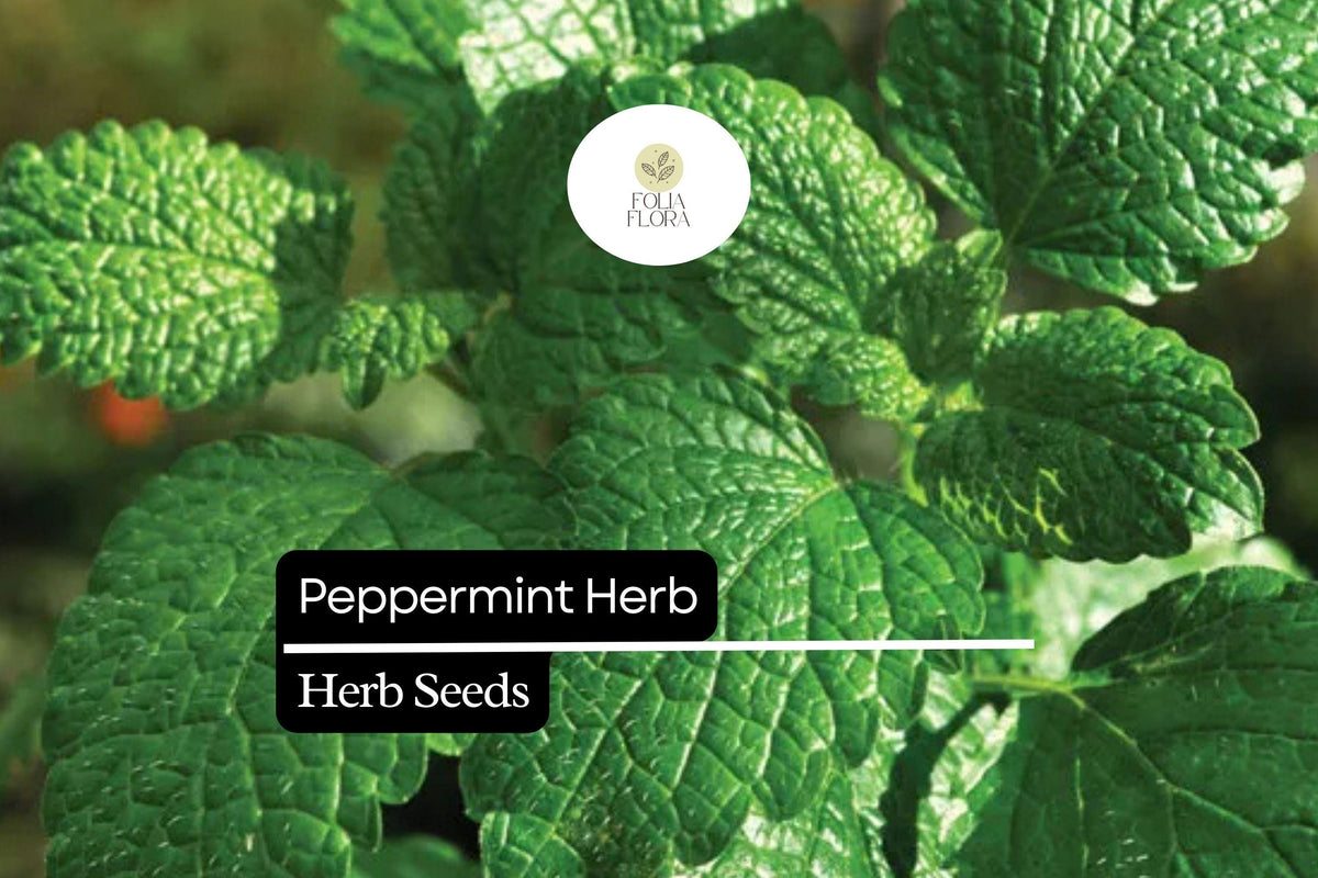 Peppermint Herb Seeds 30mg | Mentha × piperita Aromatic Mint for Culinary & Medicinal Gardens