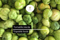 Tomatillo Verde Seeds - Physalis ixocarpa - 100mg for Salsa Verde & Mexican Cuisine