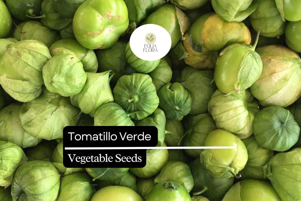 Tomatillo Verde Seeds - Physalis ixocarpa - 100mg for Salsa Verde & Mexican Cuisine